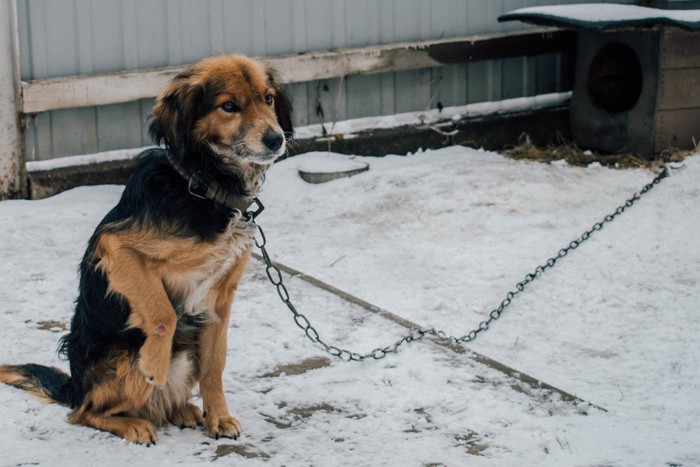 雪の中につながれた犬