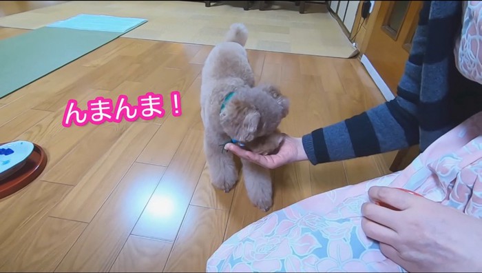 女性の手に乗ったリンゴを食べる犬