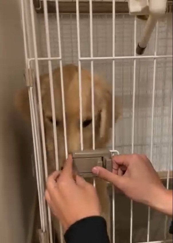 扉を閉められたかやちゃん