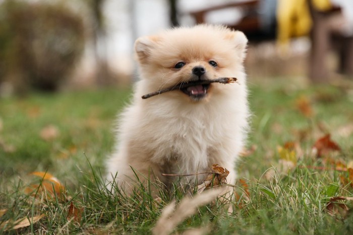 枝をくわえて遊ぶポメラニアンの子犬