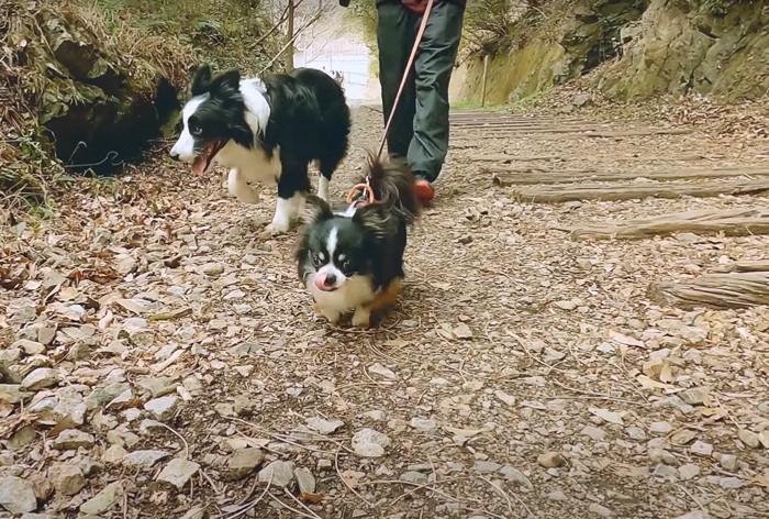 山登りを始めた2頭の犬