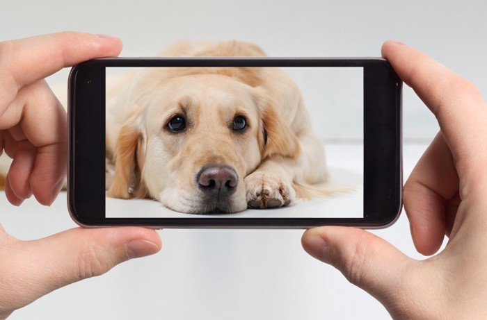 スマホで犬の写真