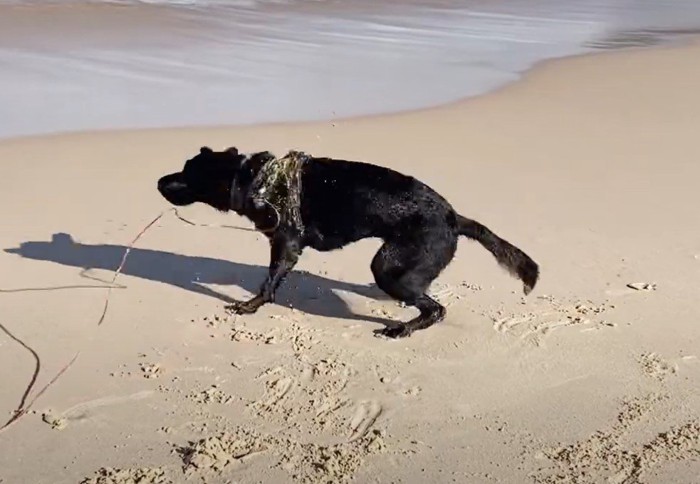 浜辺でブルブルする犬