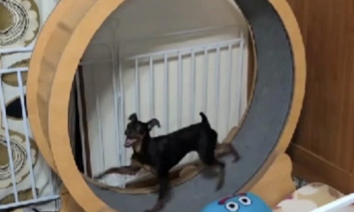裸で走る犬