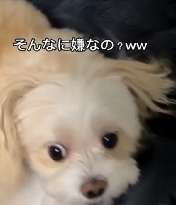 アップの犬