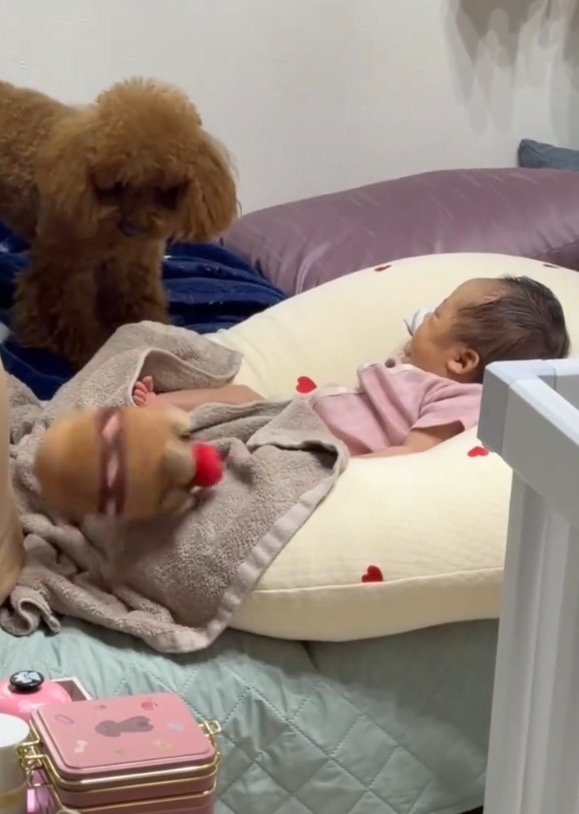犬の口から離れて、床に転がり落ちていくぬいぐるみ