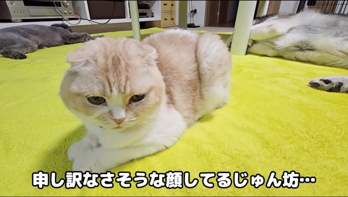 申し訳無さそうな顔をする猫