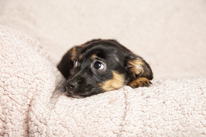 不安な黒い犬