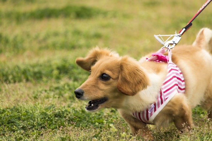 吠えるダックスフンドの子犬