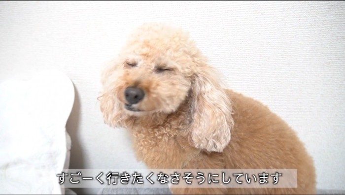 カメラに向かって目をつむる犬