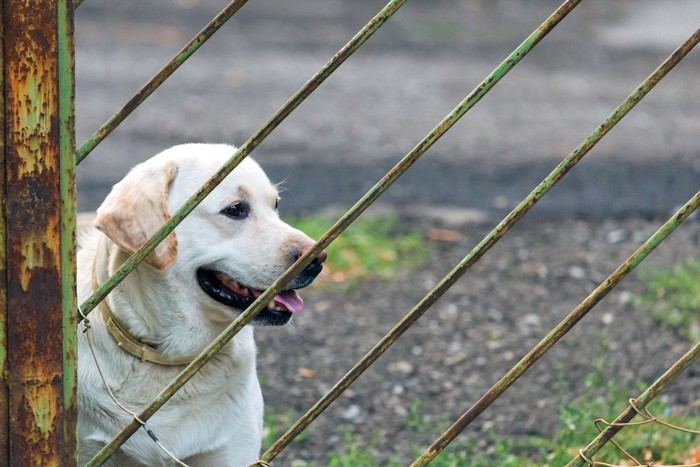 フェンス越しに見つめている犬