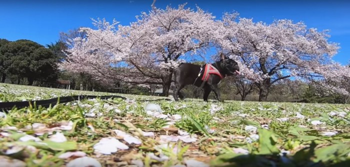 桜の木と立つココちゃん