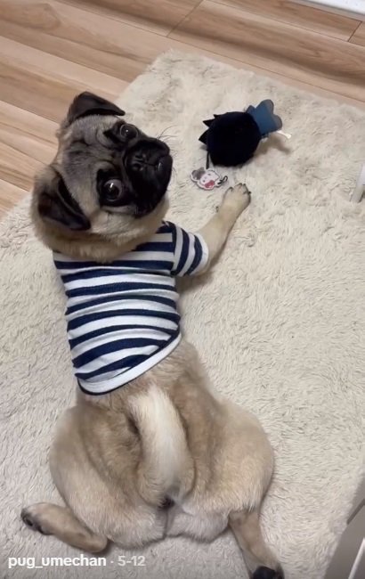 パパを見るうめちゃん