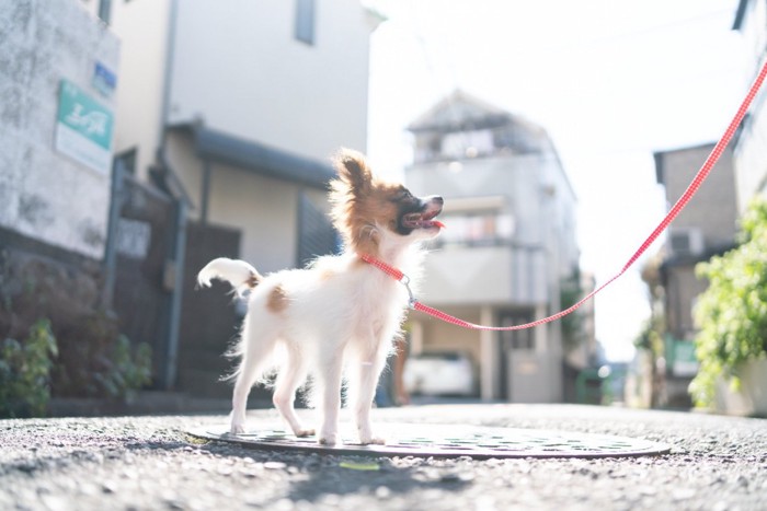 飼い主さんを見上げる散歩中の犬