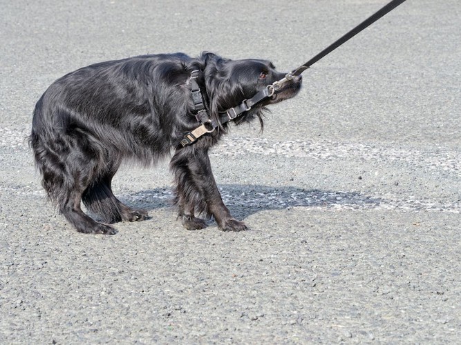 散歩中に踏ん張って立ち止まる犬