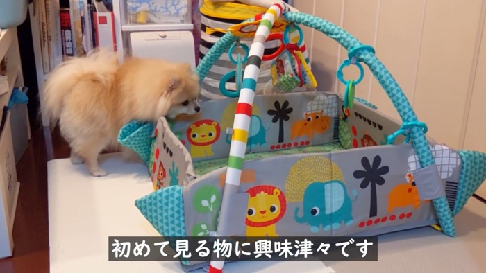 ベビージムに興味津々!