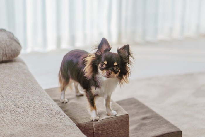 ペット用ステップに立っている犬