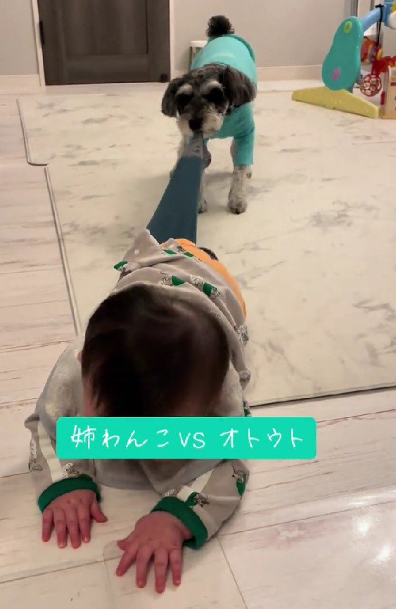 小町ちゃんの出番です！！