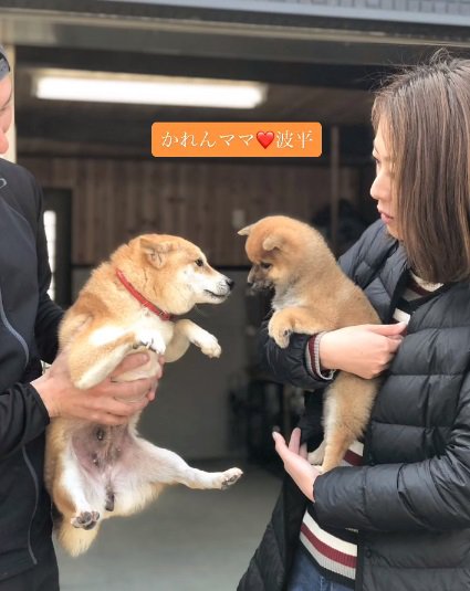 かれんママと子犬の波平くん