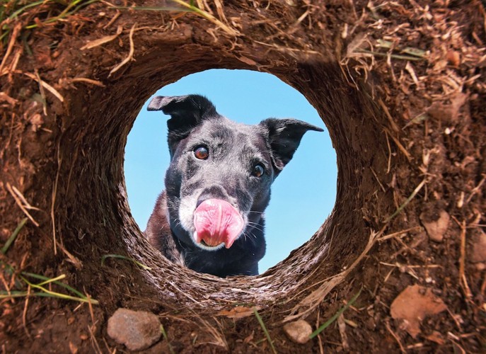 穴をのぞいている犬