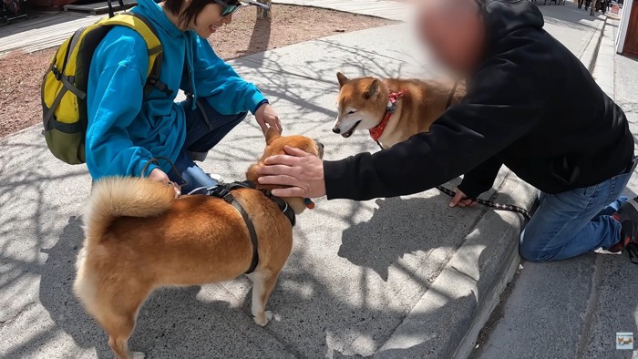 柴犬仲間にご挨拶♪