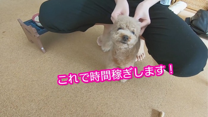 耳を触られる犬