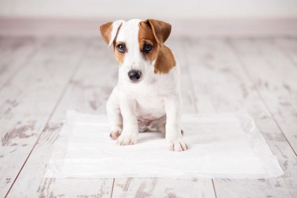 トイレシートに座る仔犬