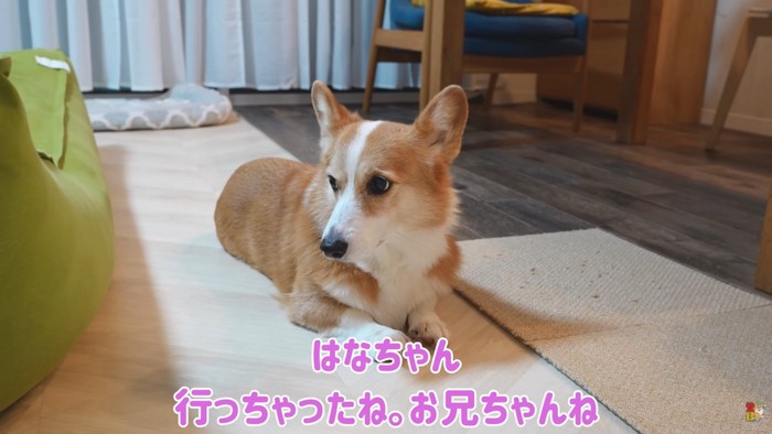 「本当に帰っちゃったんだ」としょんぼり
