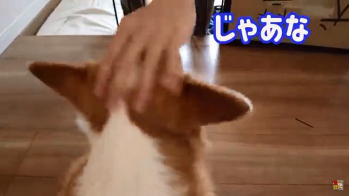 はなちゃんにお別れするお兄ちゃん