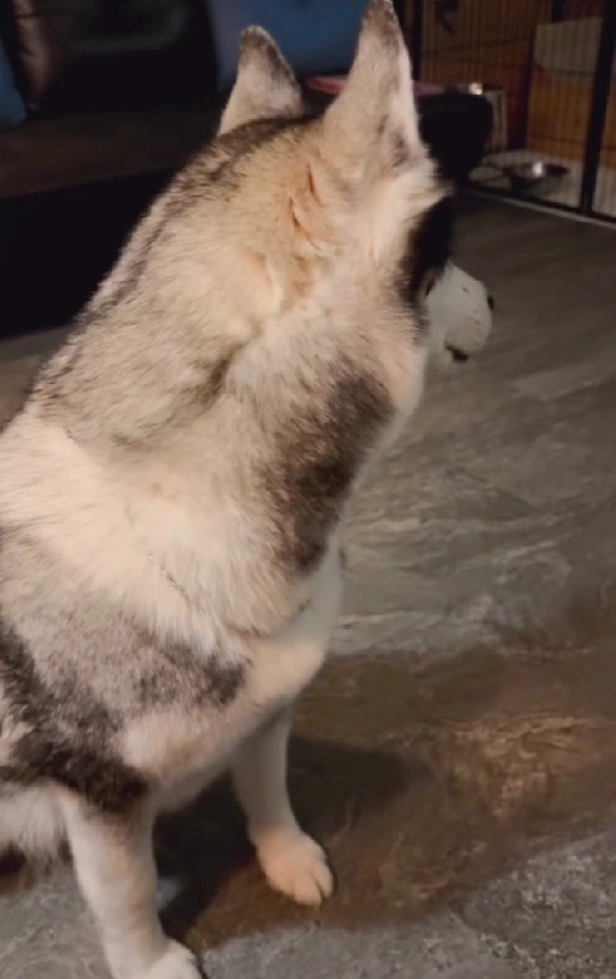 子犬たちをチラリ…