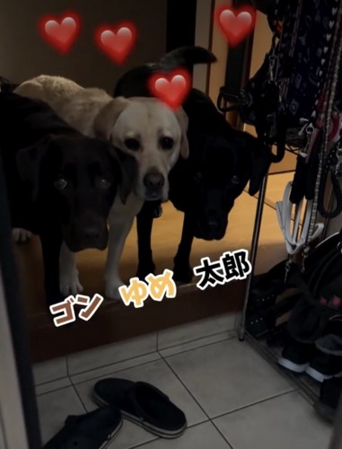 3匹並んでお出迎え