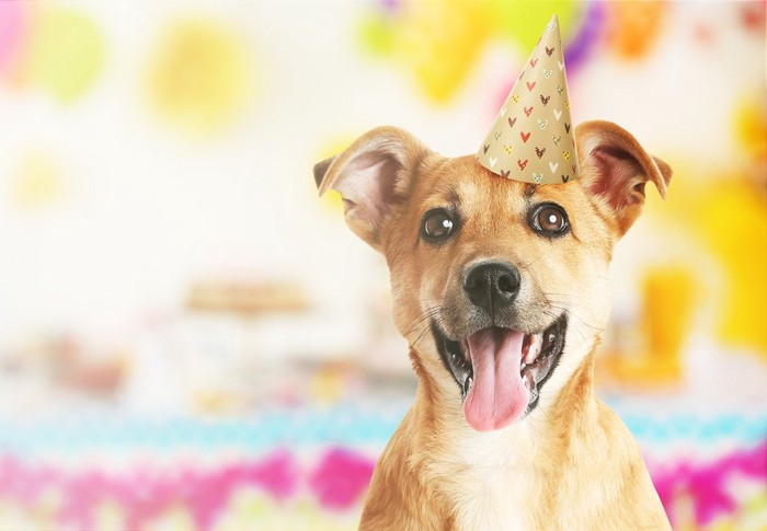 笑顔の犬、カラフルな背景