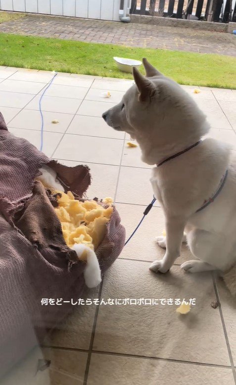 破壊王の柴犬さん