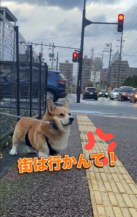 頑なに拒否！