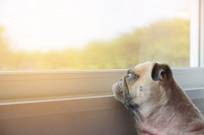 寂しそうに窓の外を見つめる犬