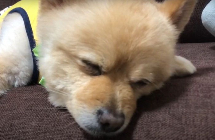 眠る犬