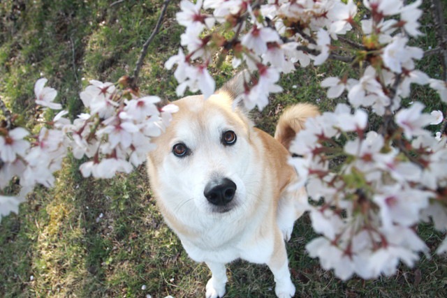 桜を見つめる犬