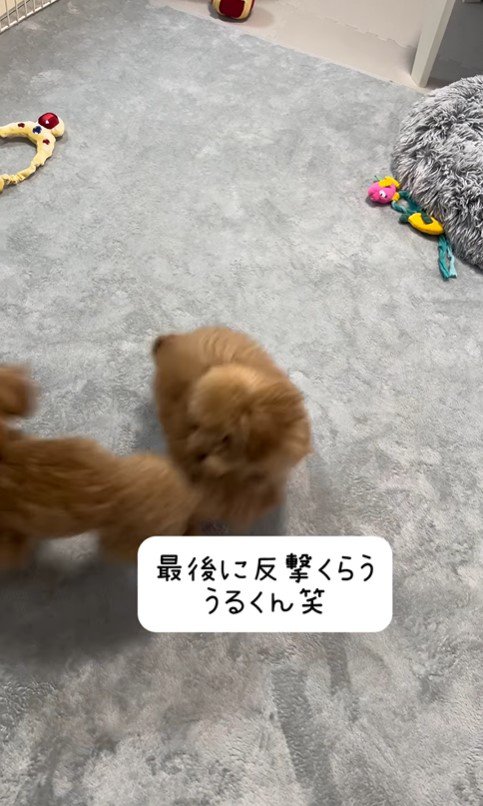 遊びたいうるくん＆めるるちゃん3