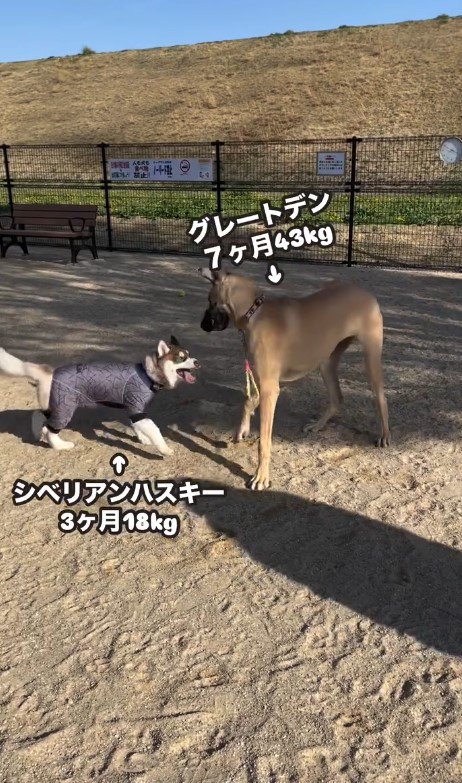 大型犬と超大型犬