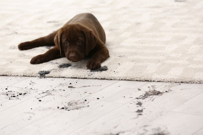 汚れた部屋にいる犬