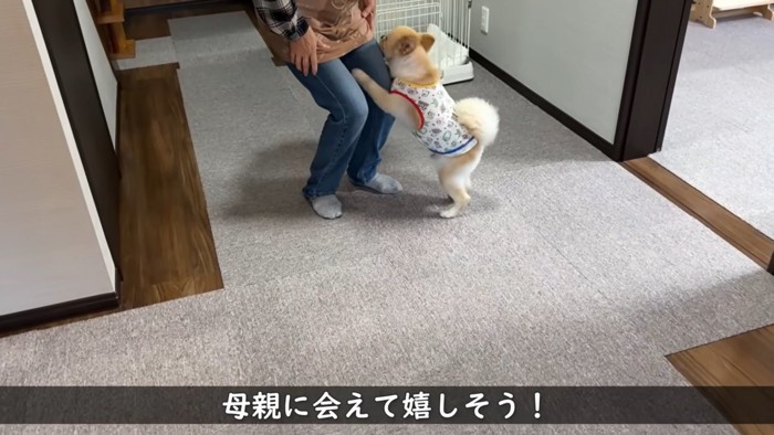 女性にじゃれる犬