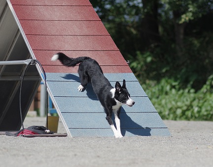 青と赤の板から犬が下ってくる写真