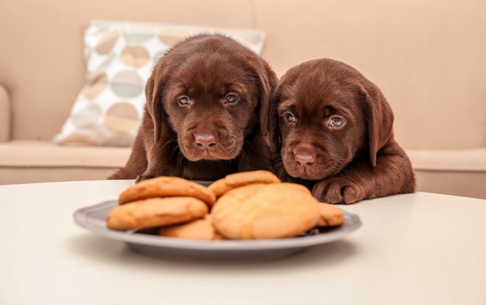 食べ物を狙う二頭の子犬