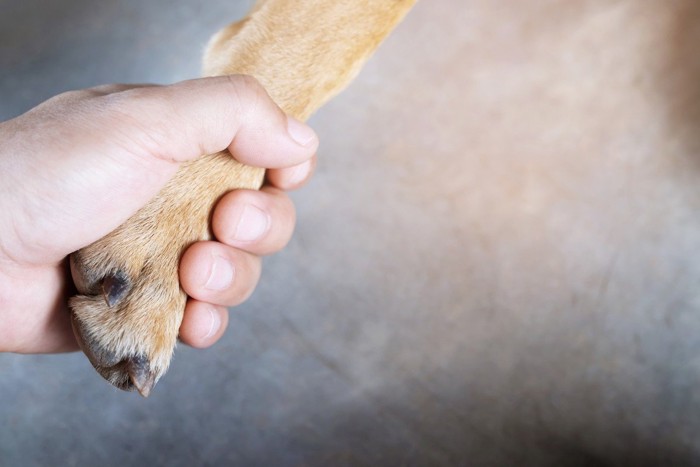 犬の手をにぎる