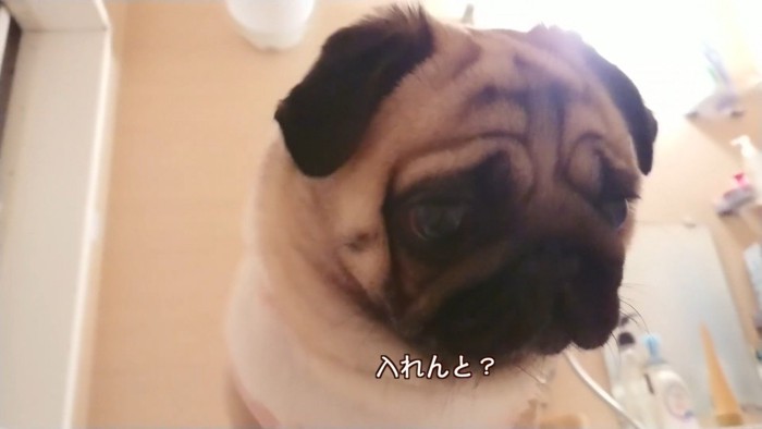 湯船に浸かれなくて不満そう！