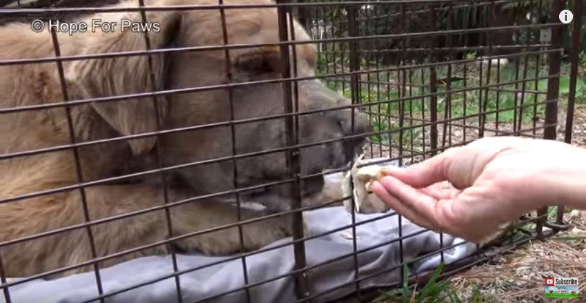 手から食べる犬