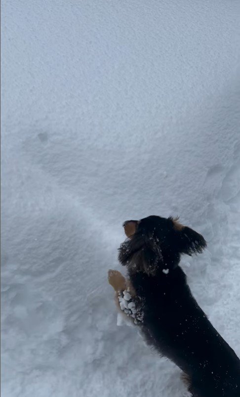 雪まみれのジェイクくん＆米吉くん8