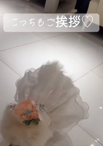 挨拶する犬
