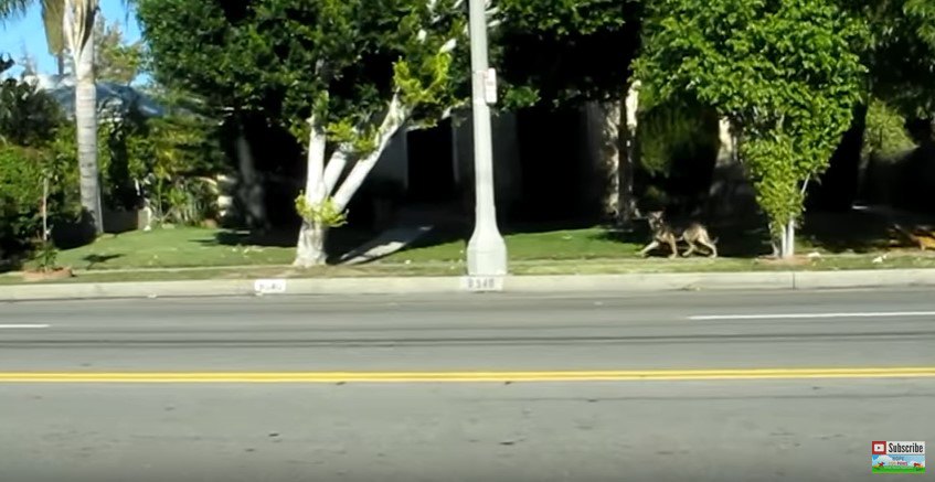 道路脇を歩く犬