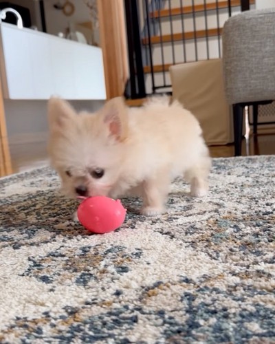 おもちゃで遊ぶ子犬